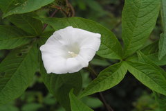 Merremia aegyptia